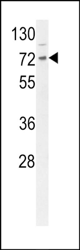 Western blot analysis of DNAJC2 Antibody in mouse Neuro-2a cell line lysates (35ug/lane)