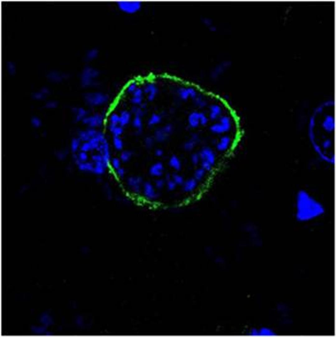 Confocal immunofluorescence analysis of liver sections of a B6 mice infected with Plasmodium Berghei ANKA parasites using UIS4 antibody