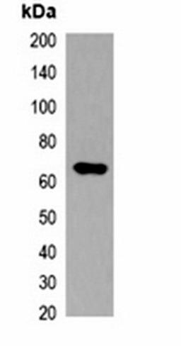 Western blot analysis of 293T cell lysate using Myc-tag antibody