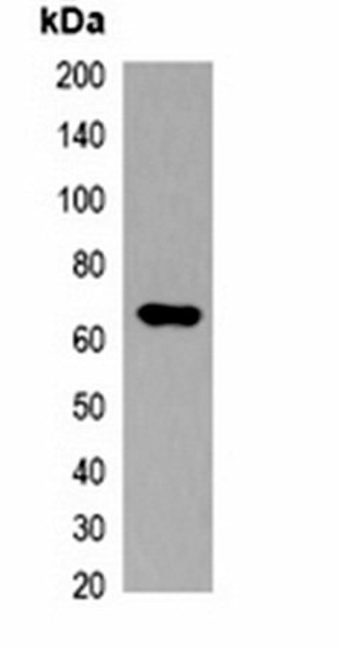 Western blot analysis of 293T cell lysate using Myc-tag antibody