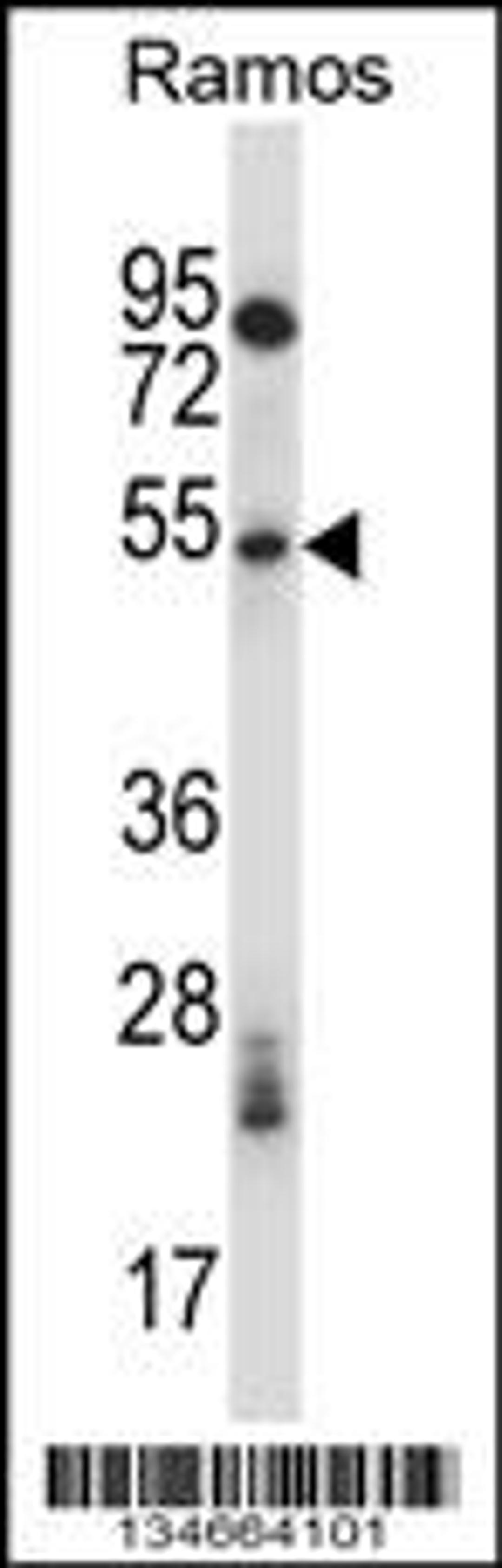 Western blot analysis in Ramos cell line lysates (35ug/lane).