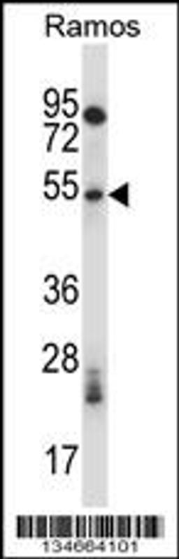 Western blot analysis in Ramos cell line lysates (35ug/lane).