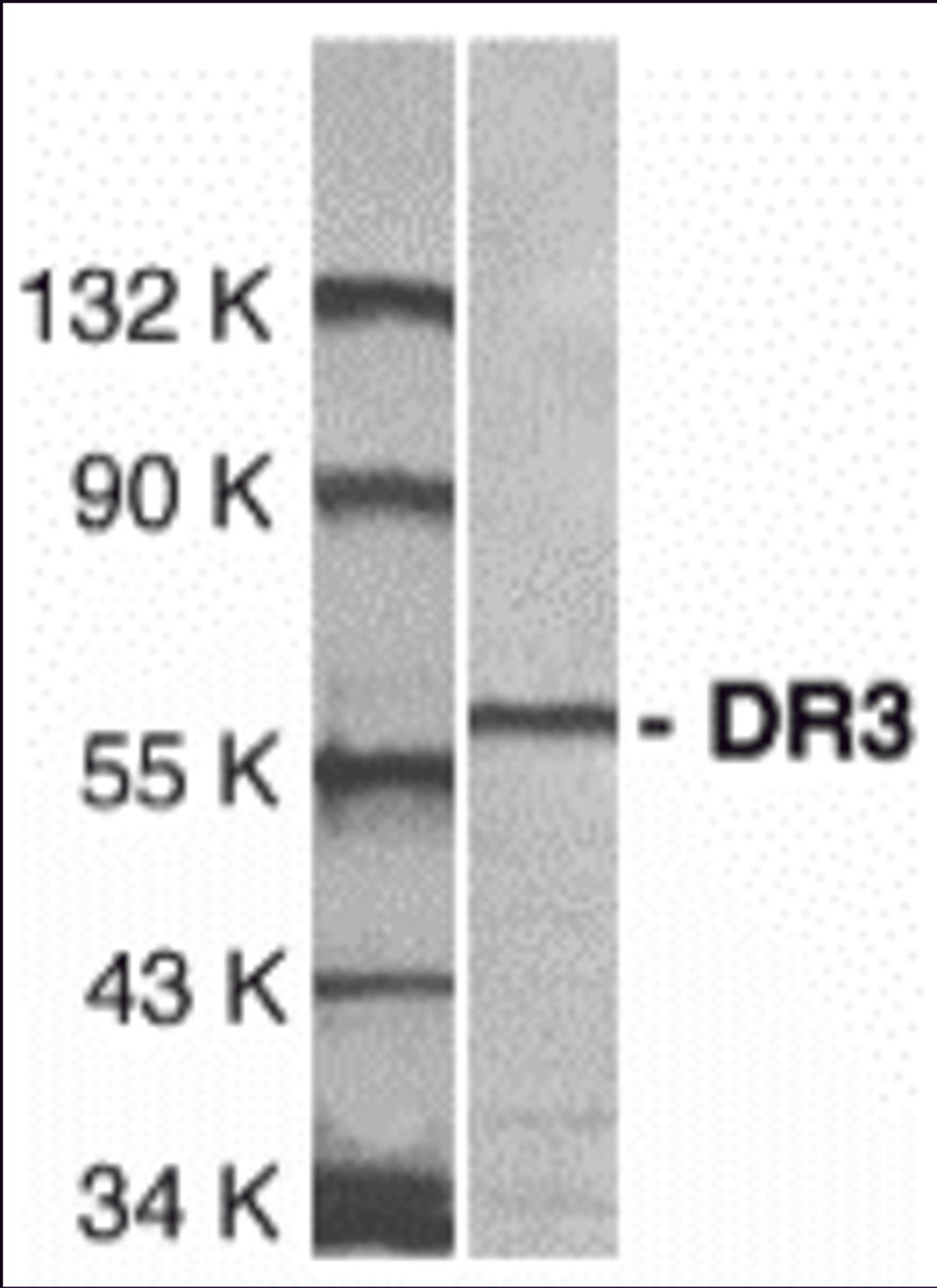 Western blot analysis of DR3 in Jurkat total cell lysate with DR3 antibody at 1:1000 dilution.