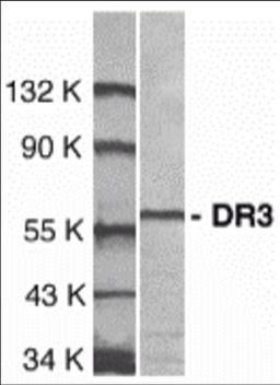 Western blot analysis of DR3 in Jurkat total cell lysate with DR3 antibody at 1:1000 dilution.