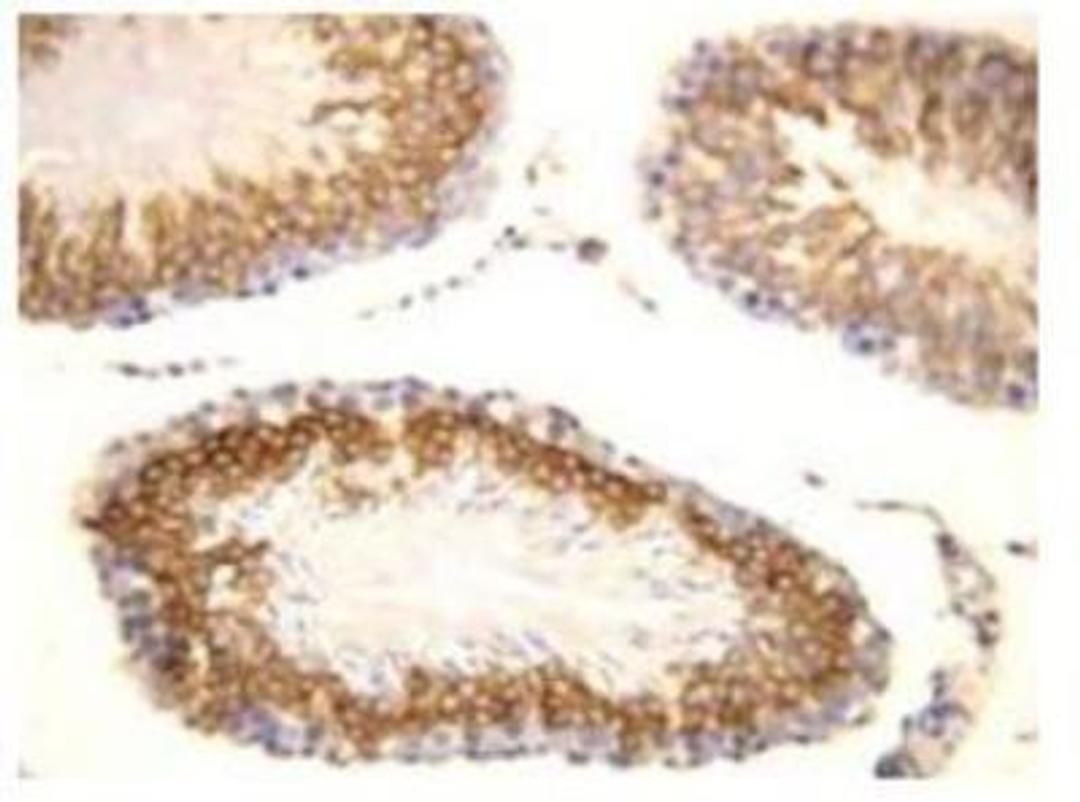 Immunohistochemistry-Paraffin: FGF8 Antibody [NBP1-41493]