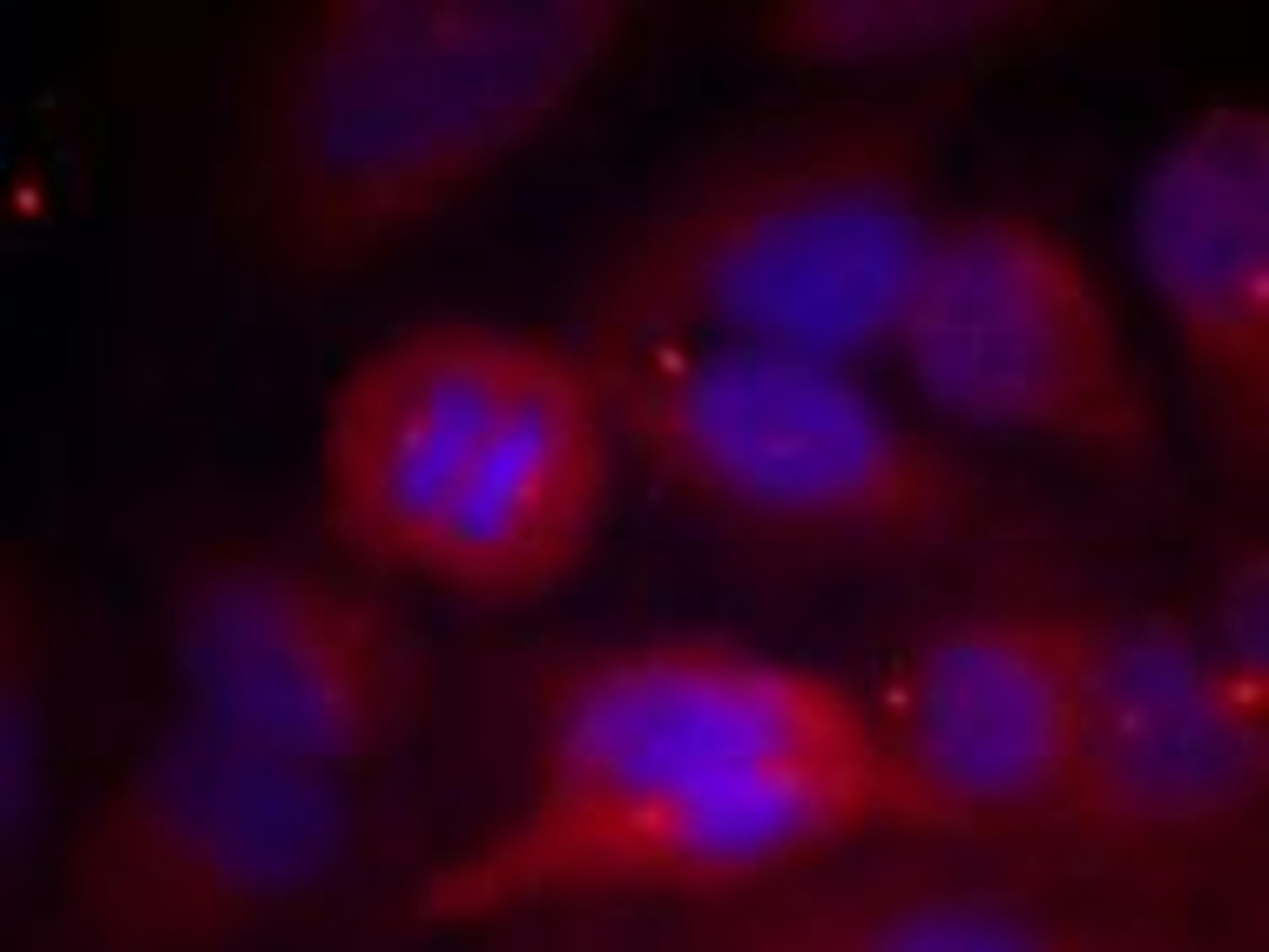 Immunofluorescence staining of methanol-fixed HeLa cells using Tyrosine Hydroxylase (Phospho-Ser40).