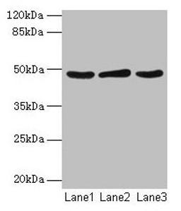Western blot. All lanes: Serpinb2 antibody at 2µg/ml. Lane 1: MCF-7 whole cell lysate. Lane 2: 293T whole cell lysate. Lane 3: Rat liver tissue. Secondary. Goat polyclonal to rabbit IgG at 1/10000 dilution. Predicted band size: 48 kDa. Observed band size: 48 kDa