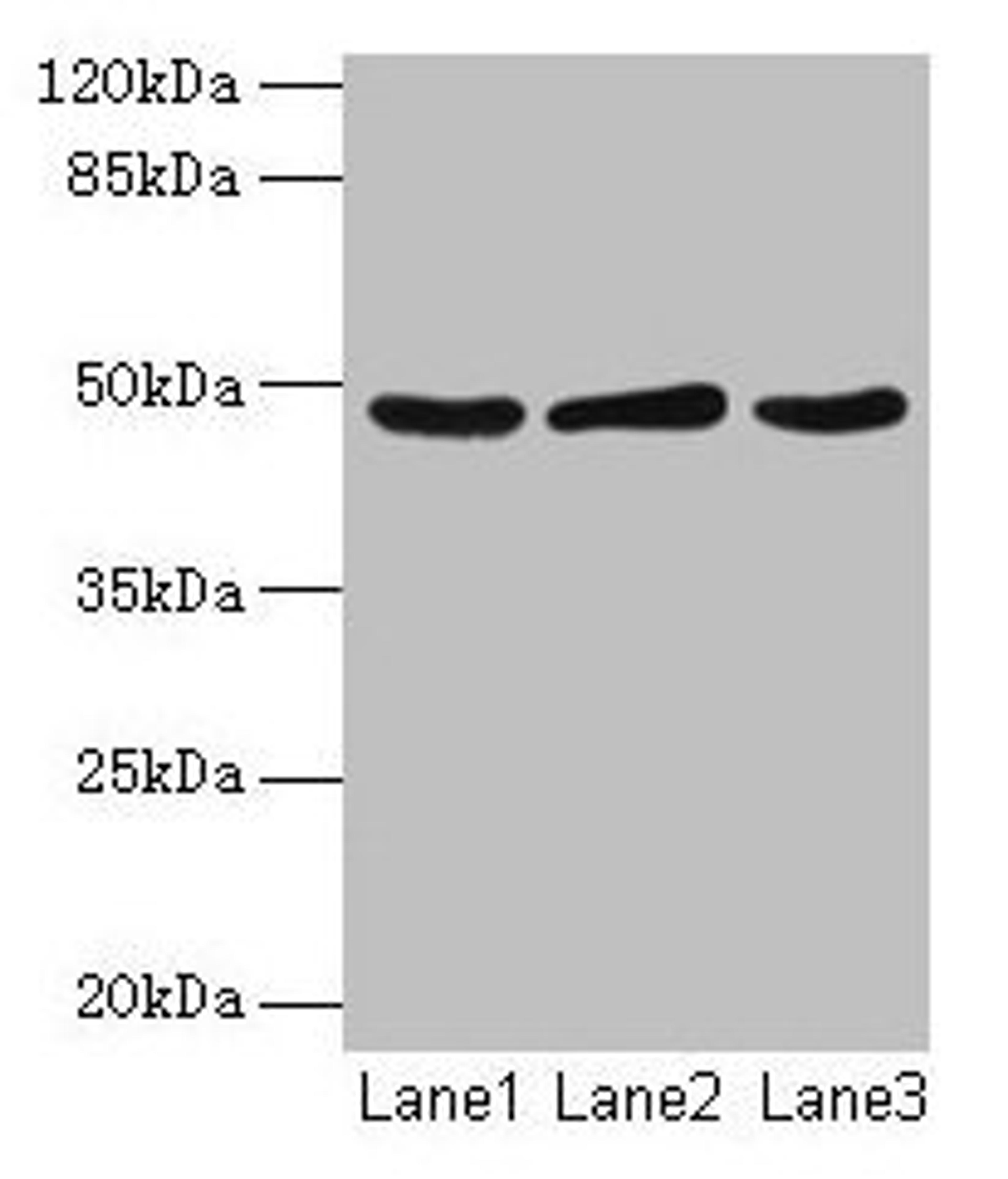 Western blot. All lanes: Serpinb2 antibody at 2µg/ml. Lane 1: MCF-7 whole cell lysate. Lane 2: 293T whole cell lysate. Lane 3: Rat liver tissue. Secondary. Goat polyclonal to rabbit IgG at 1/10000 dilution. Predicted band size: 48 kDa. Observed band size: 48 kDa