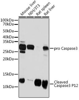 Western blot - Caspase-3 p12 antibody (A19664)