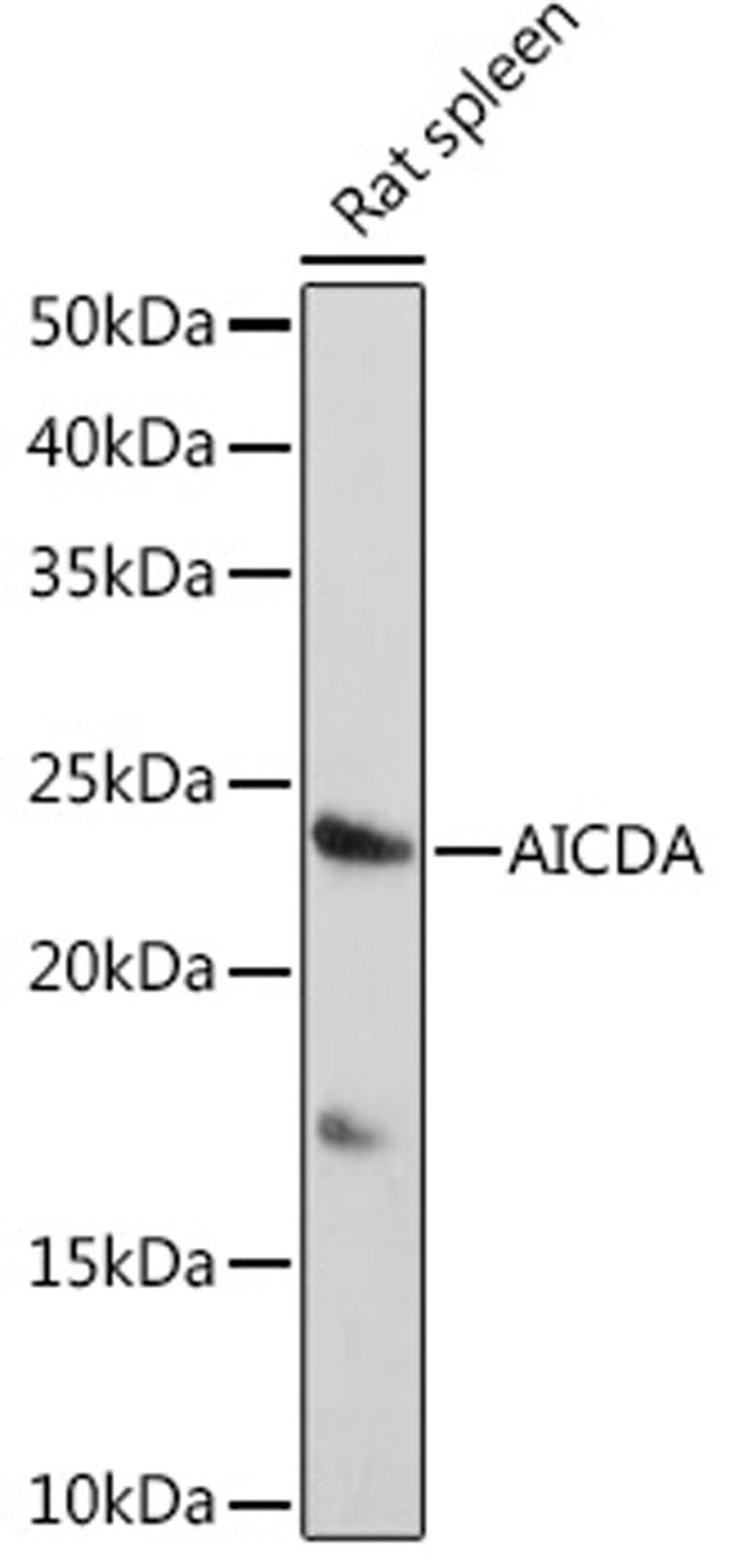 Western blot - AICDA antibody (A16217)