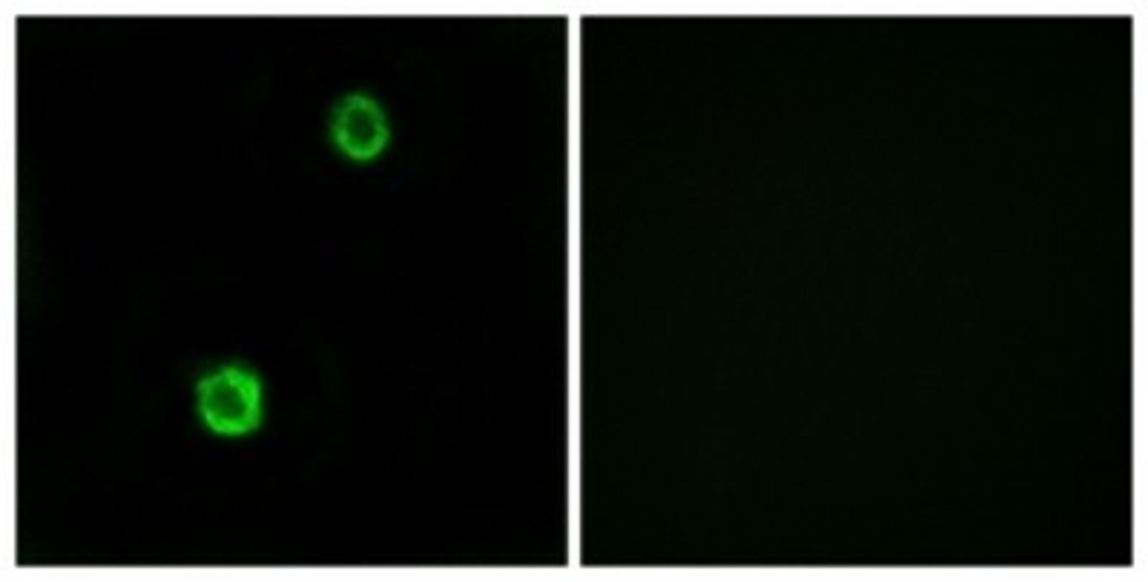 Immunocytochemistry/Immunofluorescence: Cystatin SN Antibody [NBP1-55995] - Analysis of MCF7 cells, using Cystatin SN Antibody. The picture on the right is treated with the synthesized peptide.