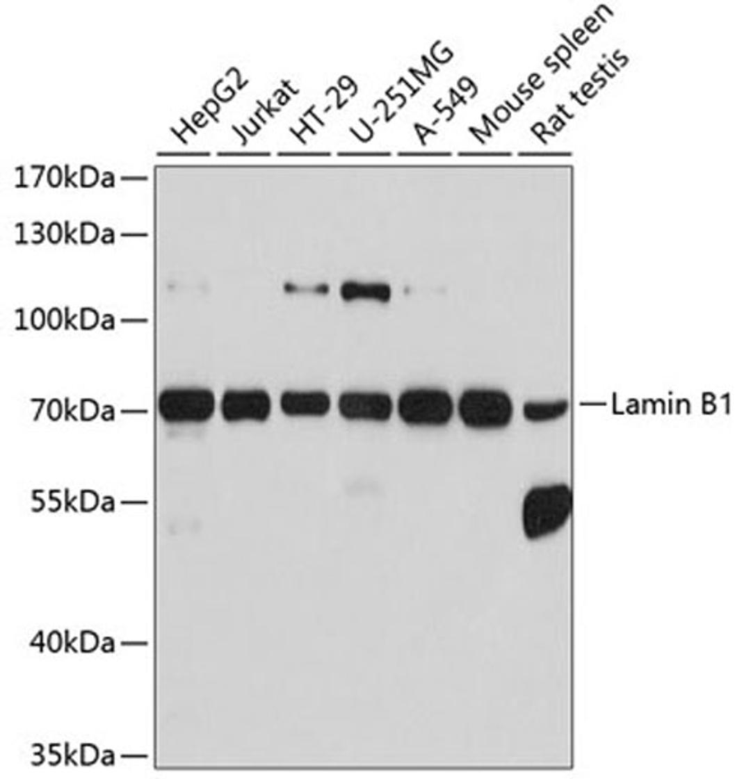 Western blot - Lamin B1 antibody (A1910)