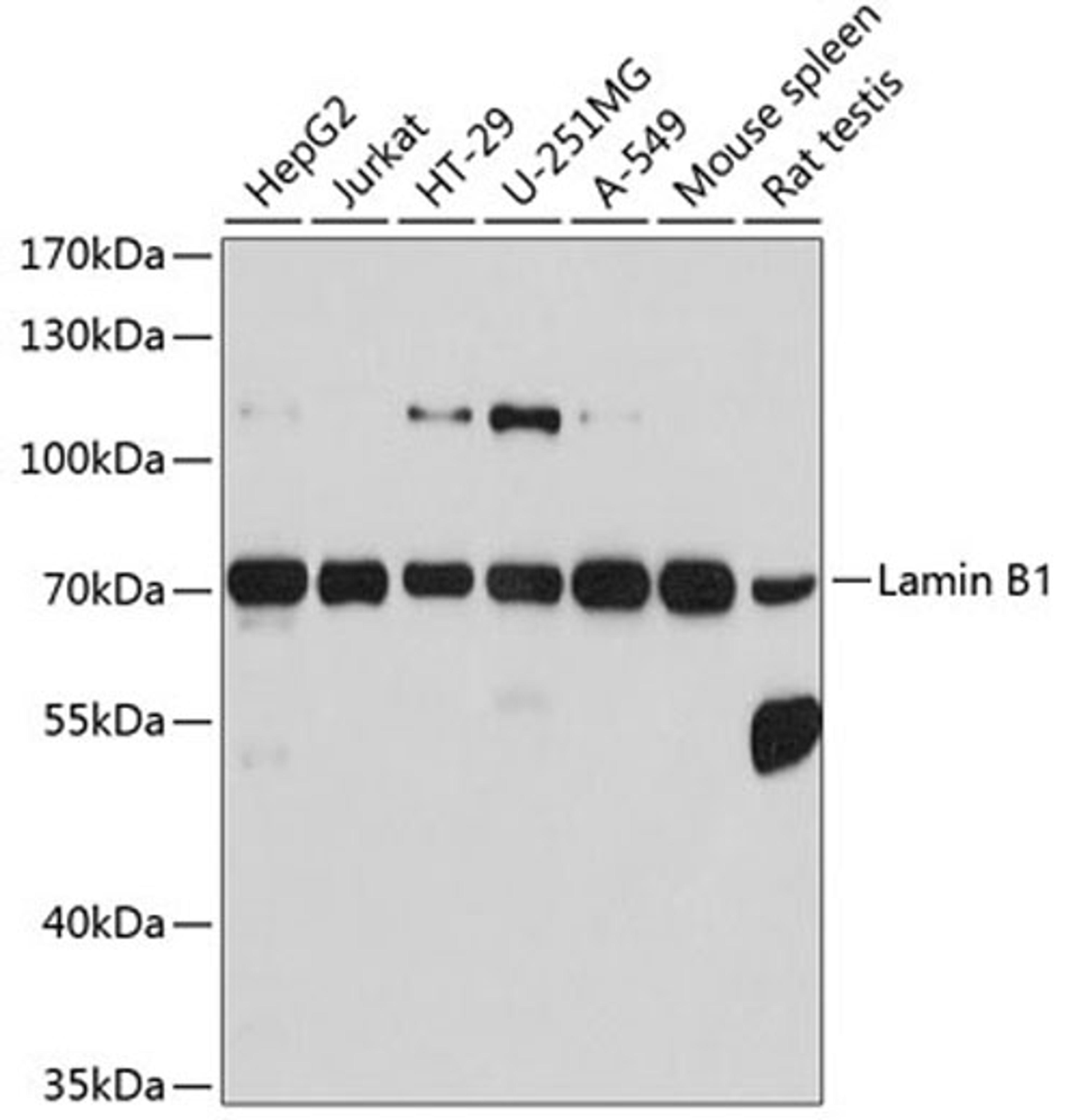 Western blot - Lamin B1 antibody (A1910)