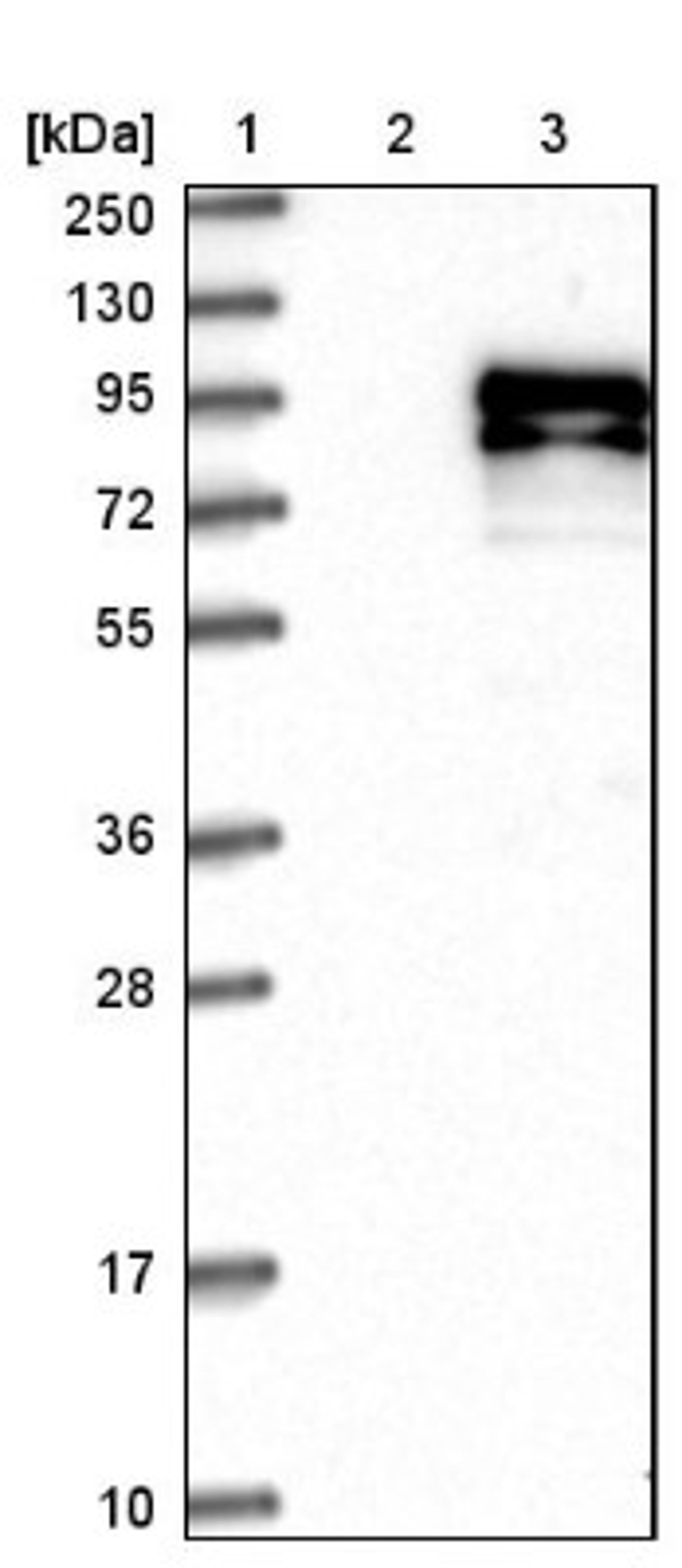 Western Blot: CCDC82 Antibody [NBP1-83583] - Lane 1: Marker [kDa] 250, 130, 95, 72, 55, 36, 28, 17, 10<br/>Lane 2: Negative control (vector only transfected HEK293T lysate)<br/>Lane 3: Over-expression lysate (Co-expressed with a C-terminal myc-DDK tag (~3.1 kDa) in mammalian HEK293T cells, LY411122)