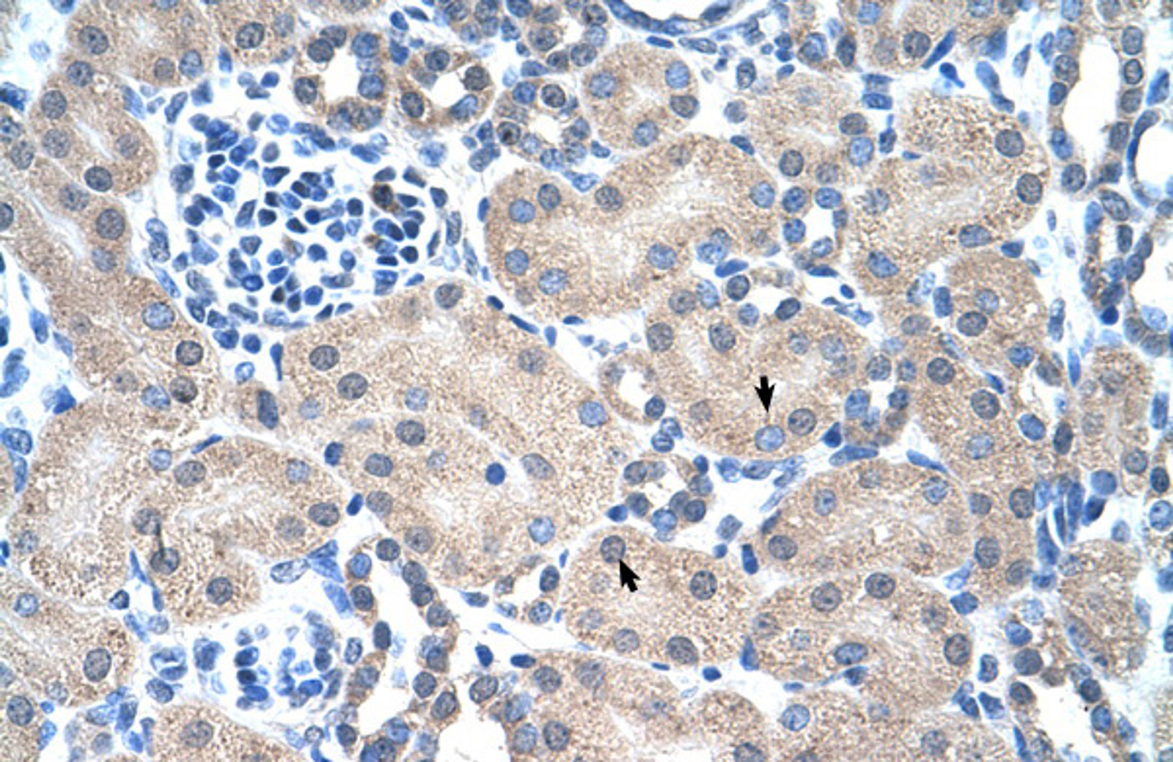 Antibody used in IHC on Human kidney.