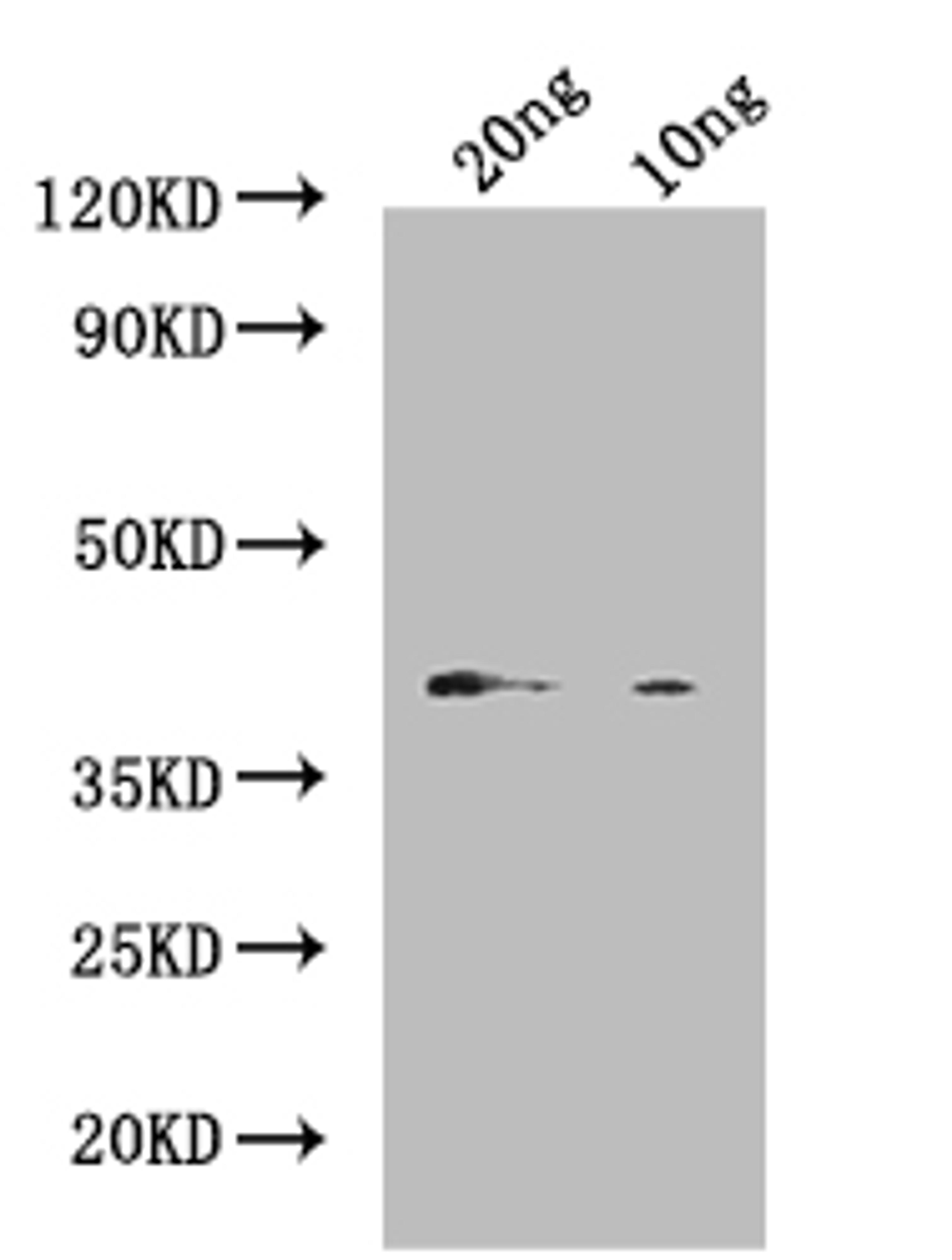 Western Blot. Positive WB detected in: recombinant protein. All lanes: Vitellogenin Antibody at 1:1000. Secondary. Goat polyclonal to rabbit IgG at 1/50000 dilution. Predicted band size: 45 kDa. Observed band size: 45 kDa.