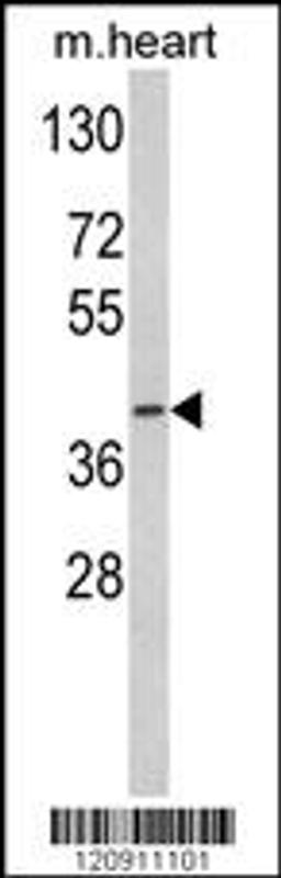 Western blot analysis of ACADM Antibody in mouse heart tissue lysates (35ug/lane)