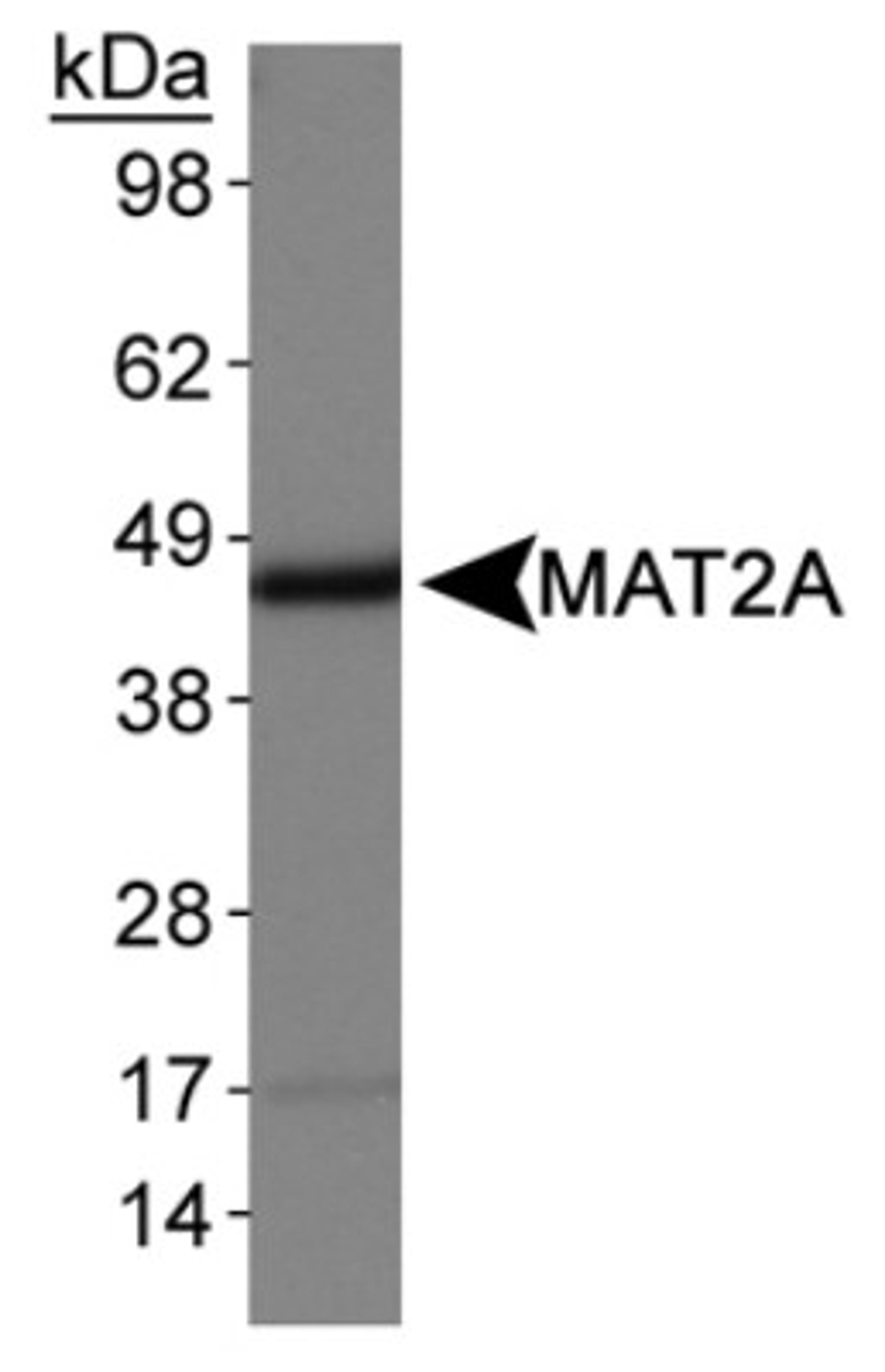 Western Blot: MAT2A Antibody [NB110-94158] - Detection of MAT2A in HepG2 whole cell lysates.