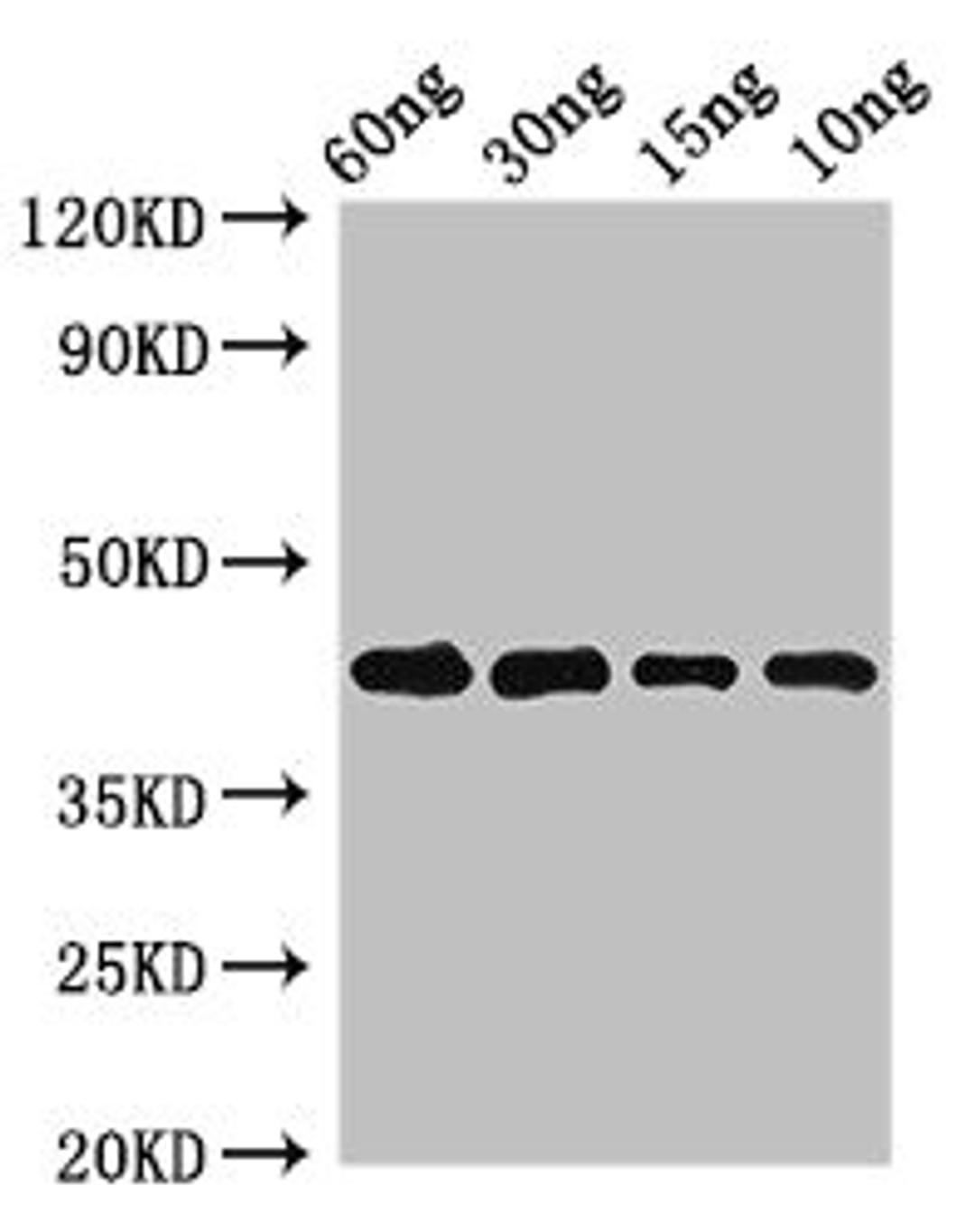 Western Blot. Positive WB detected in Recombinant protein. All lanes: Pollen allergen Phl p 5b antibody at 2.7µg/ml. Secondary. Goat polyclonal to rabbit IgG at 1/50000 dilution. predicted band size: 43 kDa. observed band size: 43 kDa