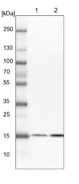 Western Blot: BUD31 Antibody [NBP1-84010] - Lane 1: NIH-3T3 cell lysate (Mouse embryonic fibroblast cells)<br/>Lane 2: NBT-II cell lysate (Rat Wistar bladder tumour cells)