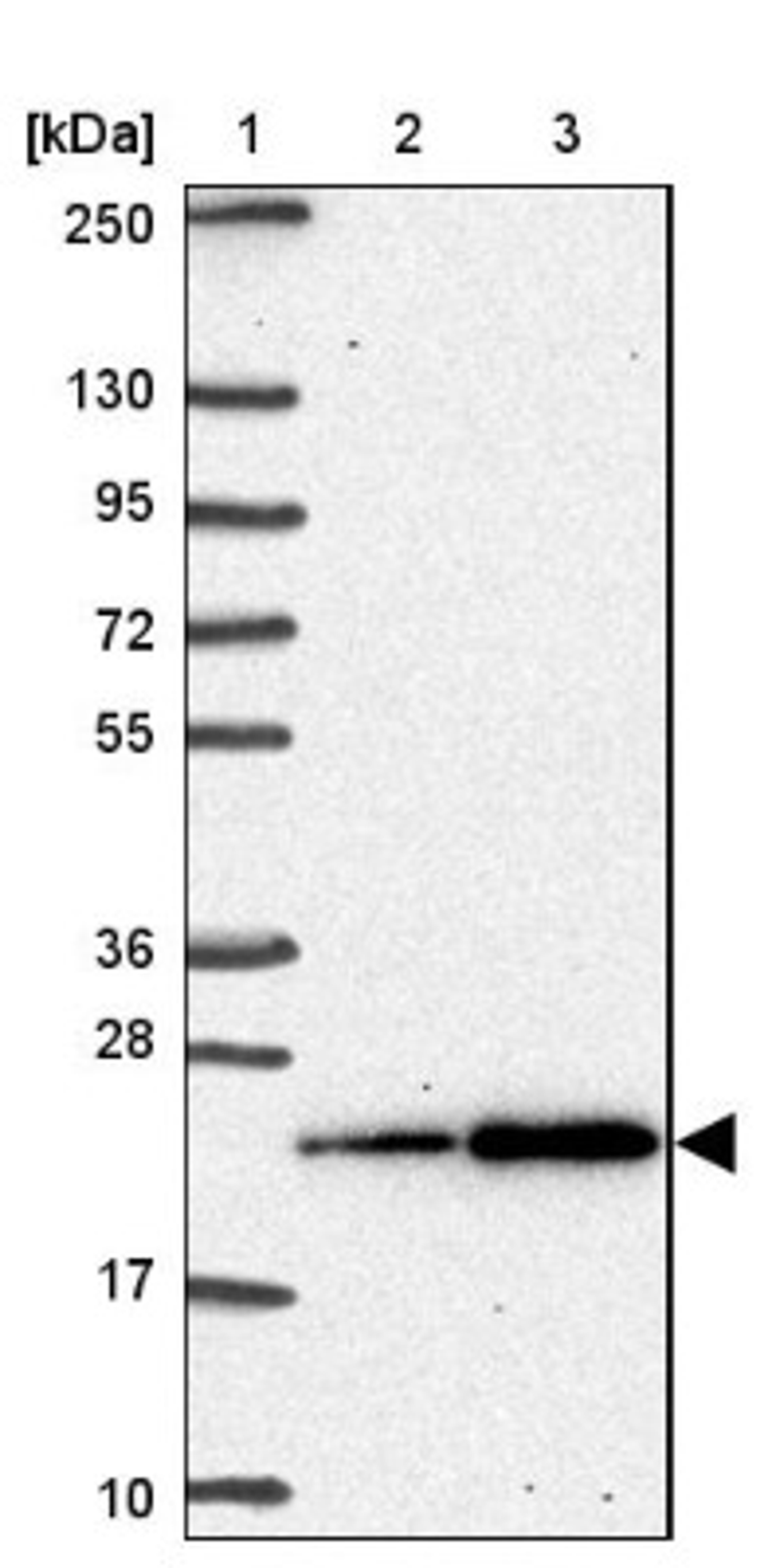 Western Blot: SNRPC Antibody [NBP2-38755] - Lane 1: Marker [kDa] 250, 130, 95, 72, 55, 36, 28, 17, 10<br/>Lane 2: RT-4<br/>Lane 3: U-251 MG