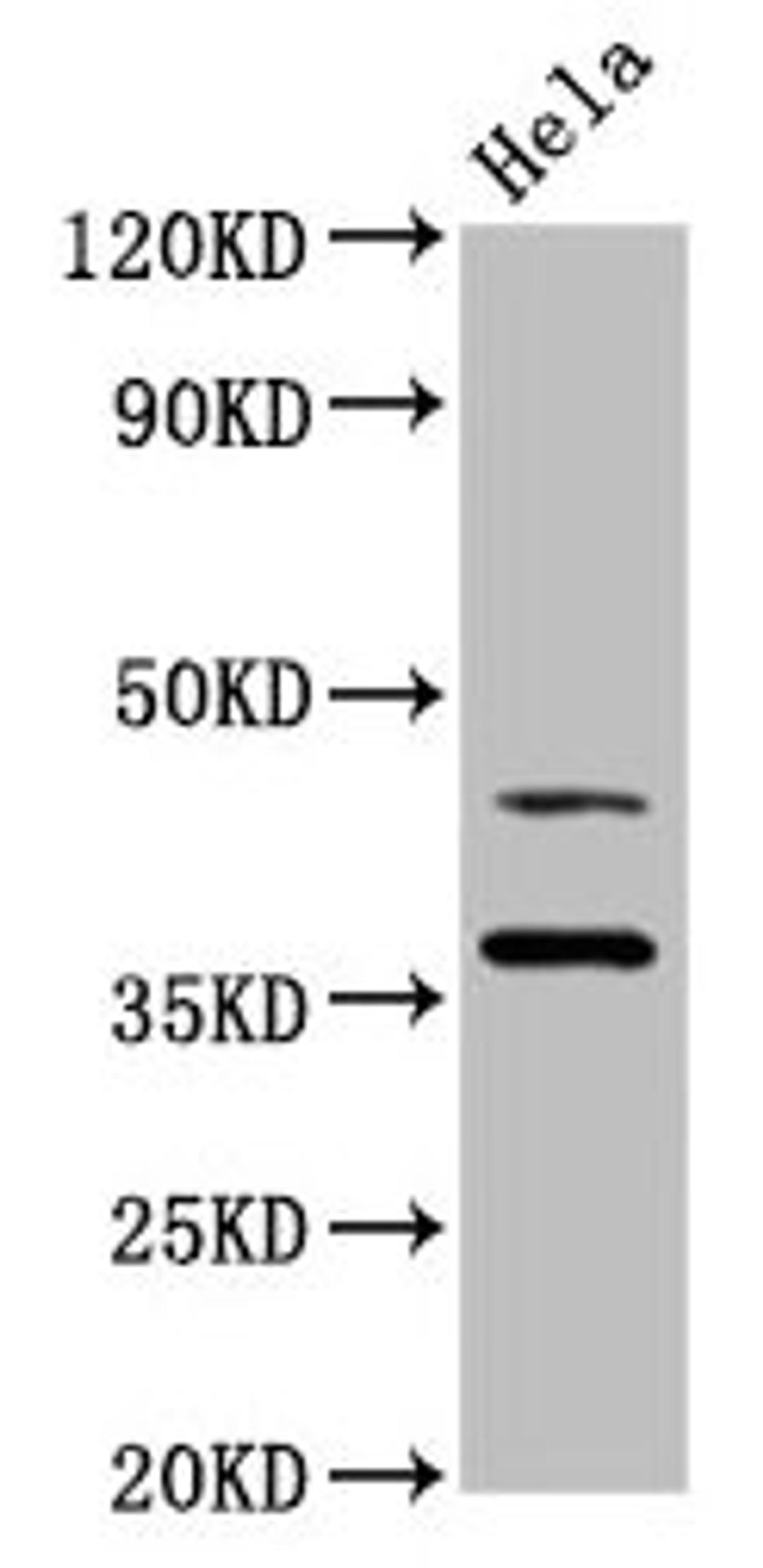 Western Blot. Positive WB detected in: Hela whole cell lysate. All lanes: DNAJA1 antibody at 3.4ug/ml. Secondary. Goat polyclonal to rabbit IgG at 1/50000 dilution. Predicted band size: 45, 38 kDa. Observed band size: 45, 38 kDa. 