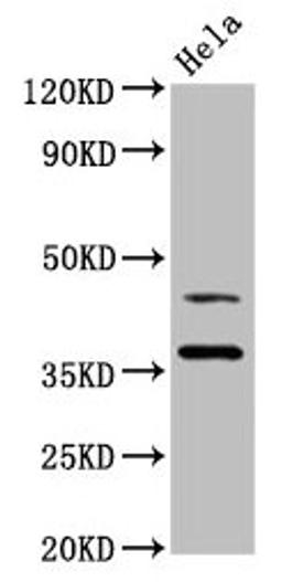 Western Blot. Positive WB detected in: Hela whole cell lysate. All lanes: DNAJA1 antibody at 3.4ug/ml. Secondary. Goat polyclonal to rabbit IgG at 1/50000 dilution. Predicted band size: 45, 38 kDa. Observed band size: 45, 38 kDa. 