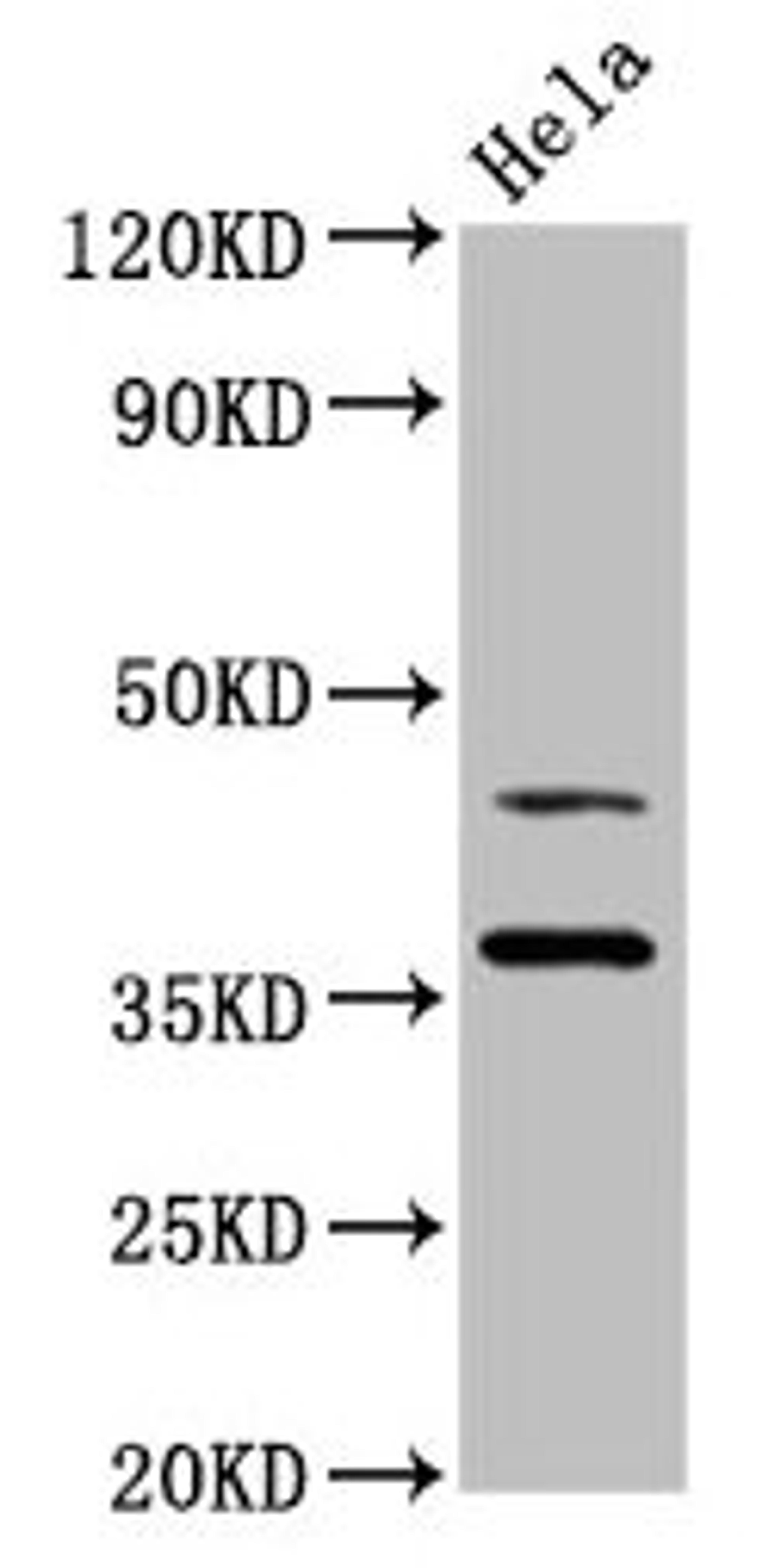 Western Blot. Positive WB detected in: Hela whole cell lysate. All lanes: DNAJA1 antibody at 3.4ug/ml. Secondary. Goat polyclonal to rabbit IgG at 1/50000 dilution. Predicted band size: 45, 38 kDa. Observed band size: 45, 38 kDa. 