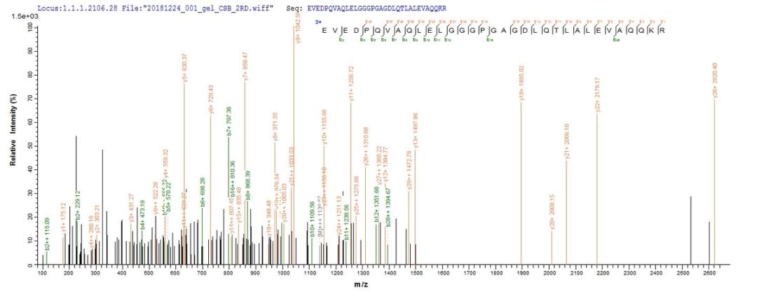 Based on the SEQUEST from database of E.coli host and target protein, the LC-MS/MS Analysis result of CSB-EP360644MO could indicate that this peptide derived from E.coli-expressed Mus musculus (Mouse) Ins2.