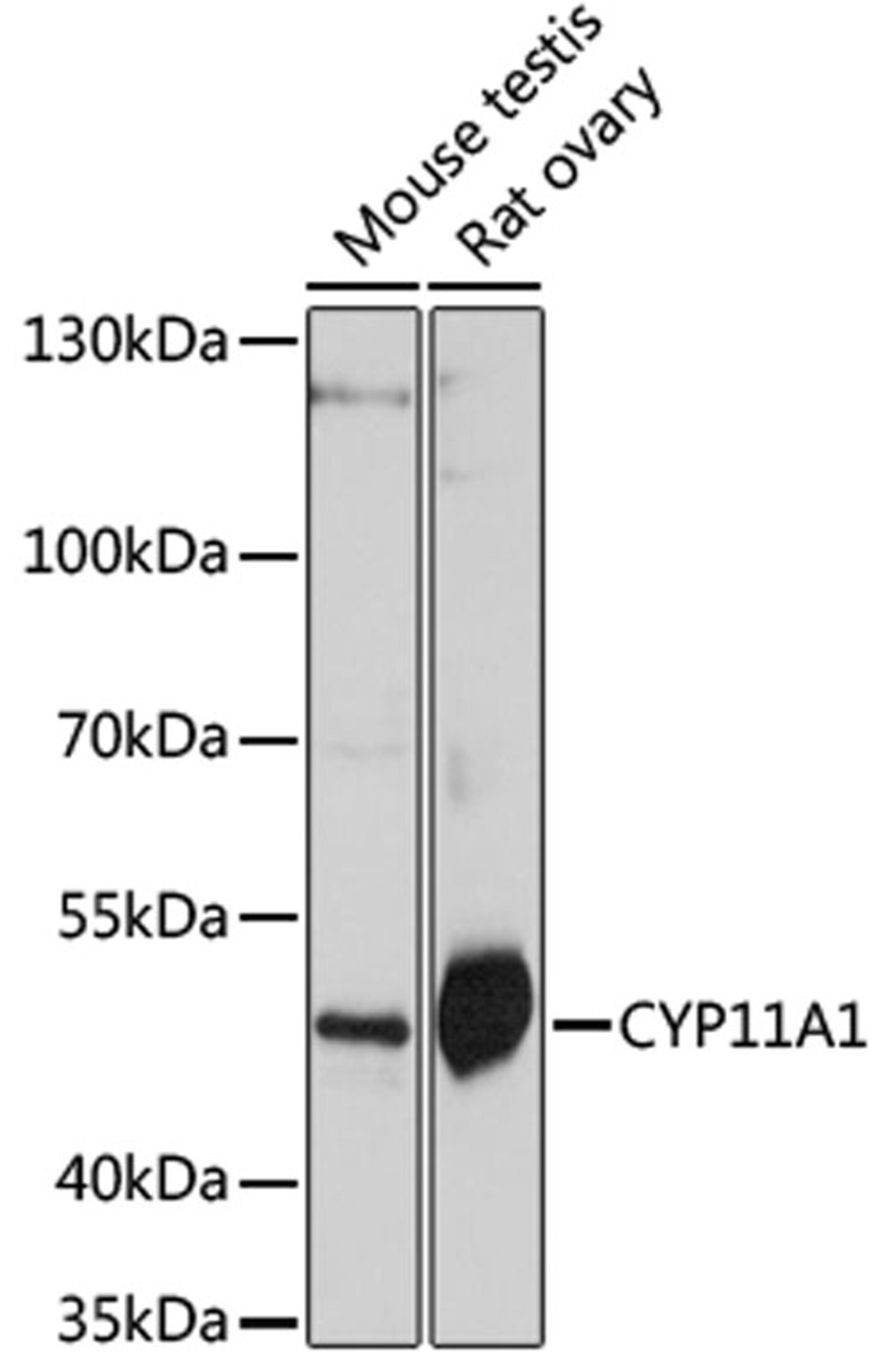 Western blot - CYP11A1 antibody (A1713)