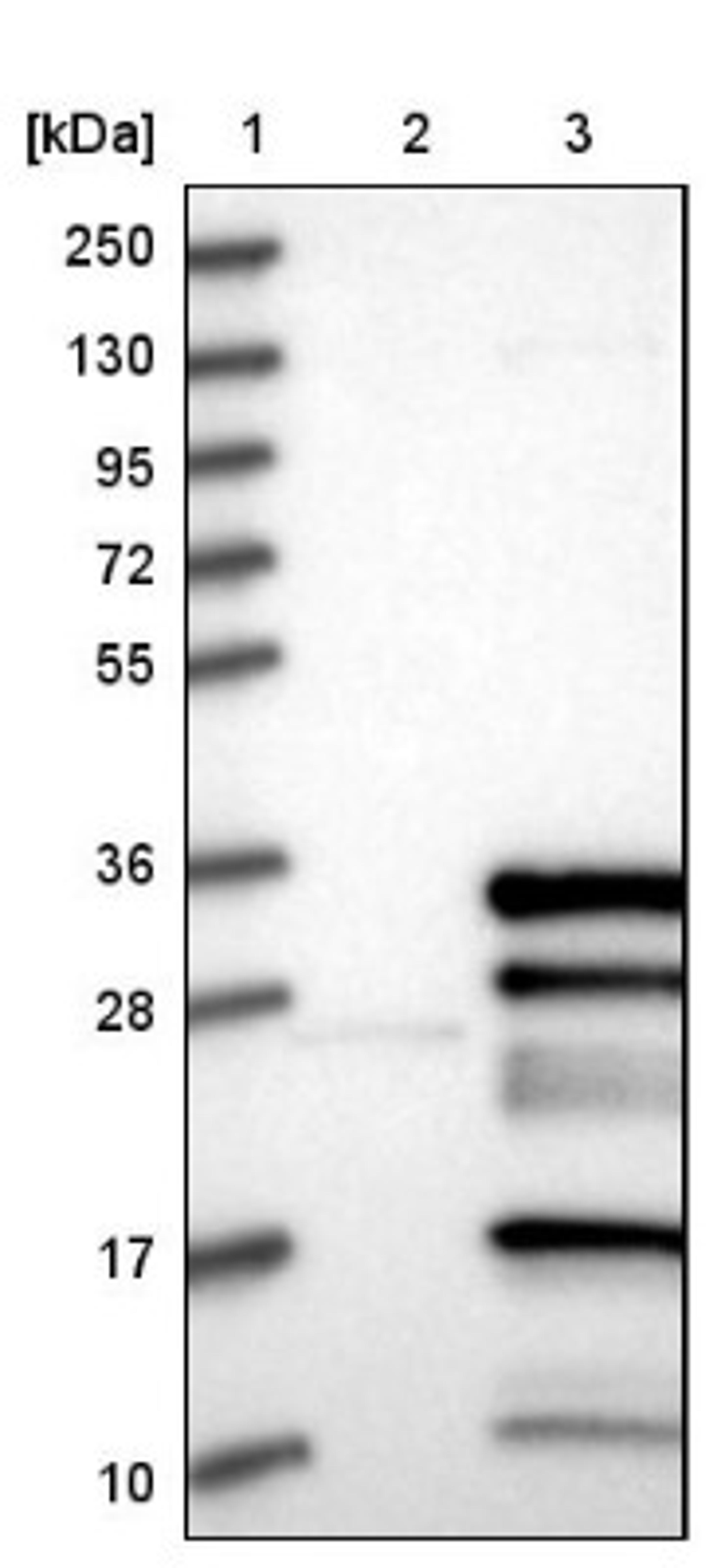 Western Blot: AKIP Antibody [NBP1-90202] - Lane 1: Marker [kDa] 250, 130, 95, 72, 55, 36, 28, 17, 10<br/>Lane 2: Negative control (vector only transfected HEK293T lysate)<br/>Lane 3: Over-expression lysate (Co-expressed with a C-terminal myc-DDK tag (~3.1 kDa) in mammalian HEK293T cells, LY413482)