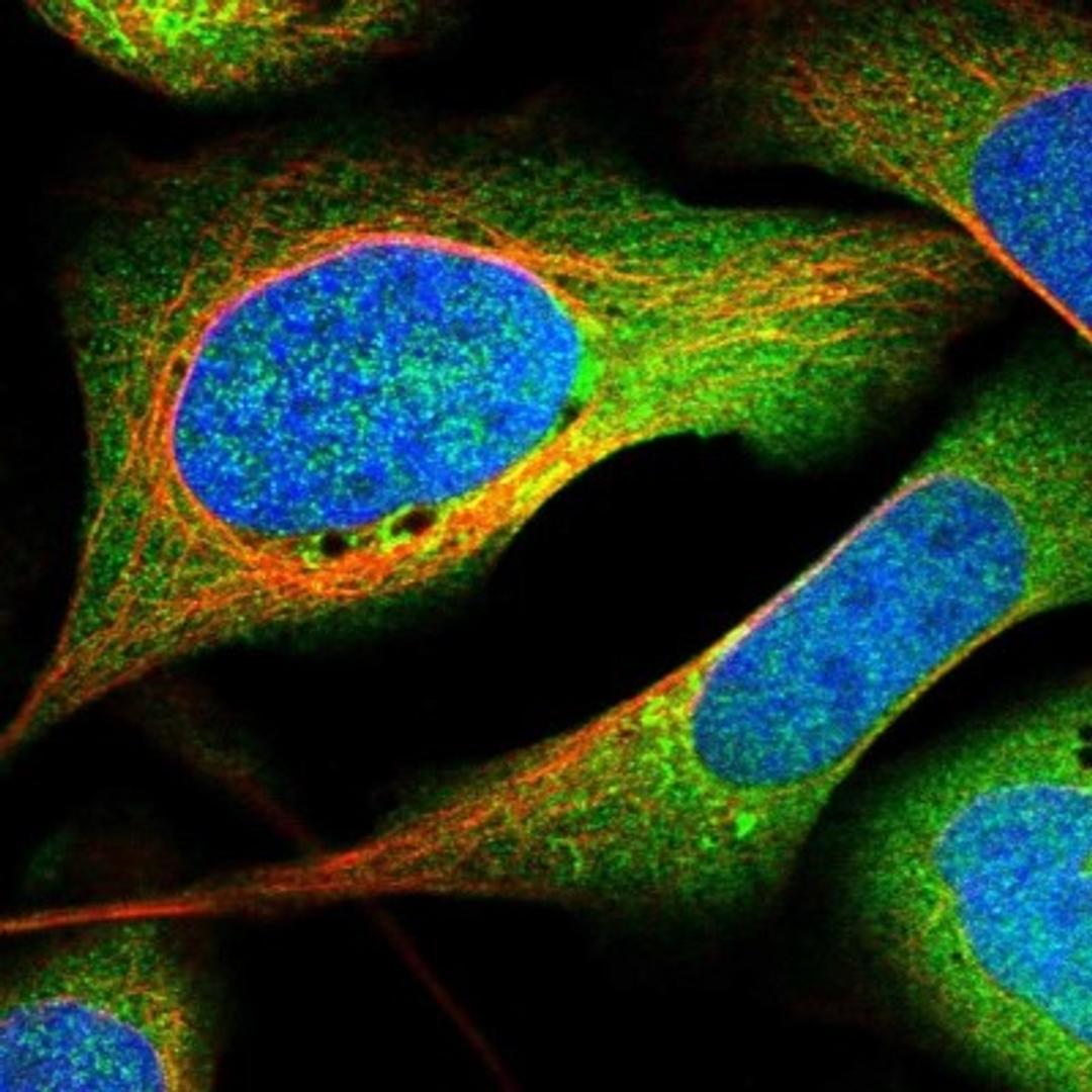 Immunocytochemistry/Immunofluorescence: OTUD6B Antibody [NBP1-85652] - Immunofluorescent staining of human cell line U-2 OS shows positivity in nucleus but not nucleoli, cytoplasm & golgi apparatus.