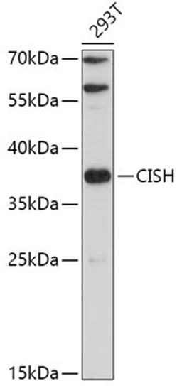 Western blot - CISH antibody (A14527)