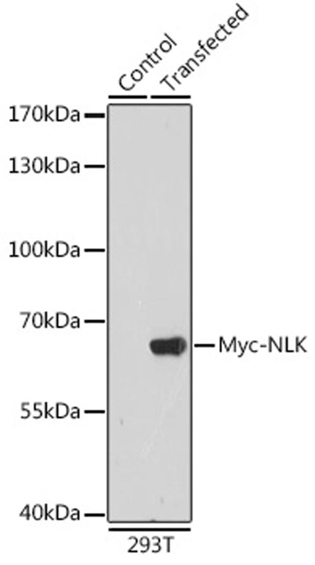 Immunofluorescence - Rabbit anti Myc-Tag pAb-C-terminal (AE009)