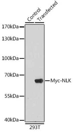 Immunofluorescence - Rabbit anti Myc-Tag pAb-C-terminal (AE009)