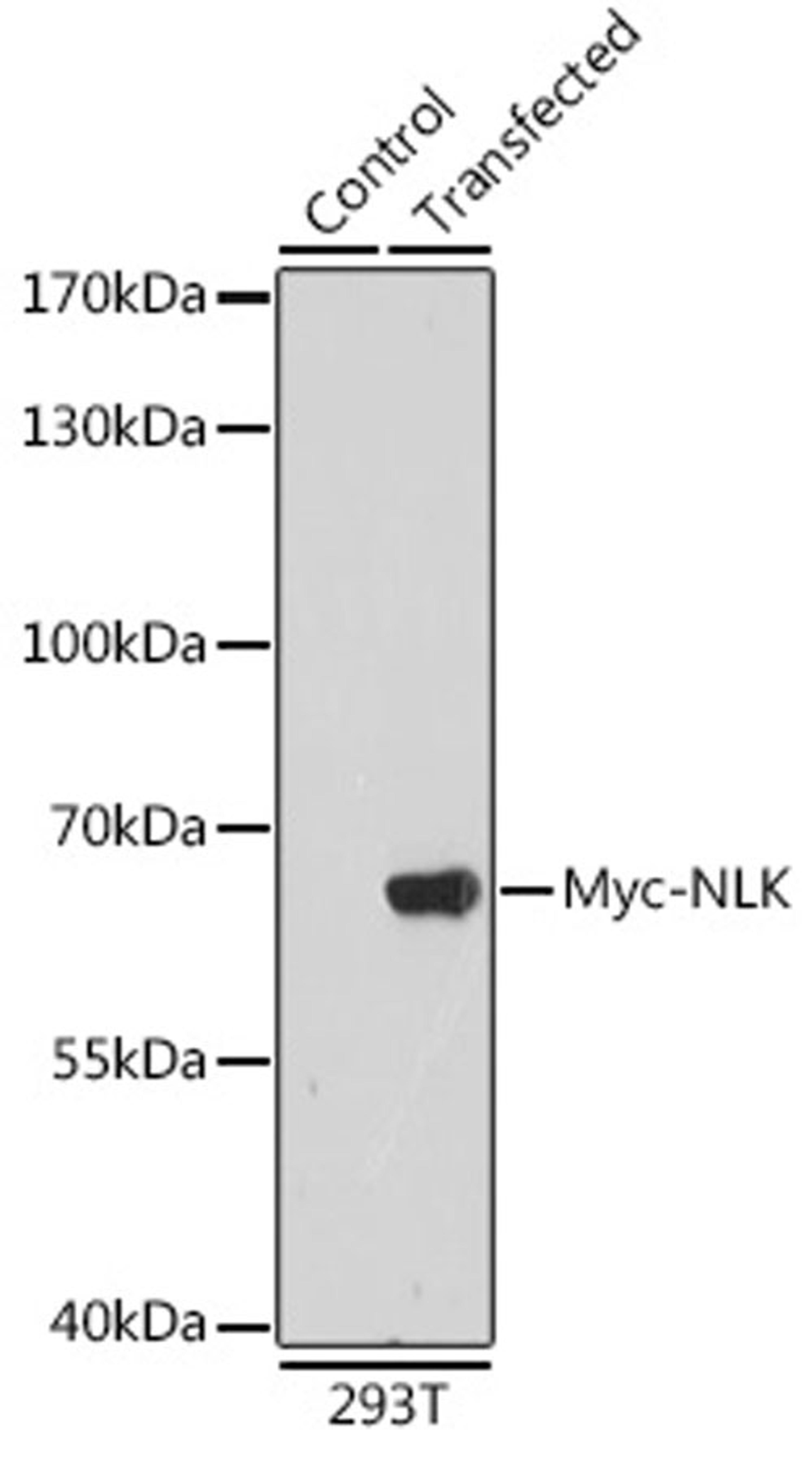 Immunofluorescence - Rabbit anti Myc-Tag pAb-C-terminal (AE009)