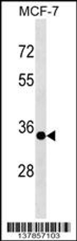 Western blot analysis in MCF-7 cell line lysates (35ug/lane).