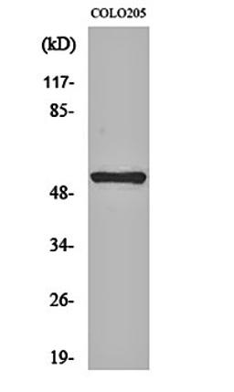 Western blot analysis of COLO205 cell lysates using NK-3R antibody