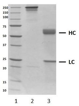 SDS-PAGE analysis of recombinant Human IgA1 kappa