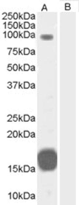 45-703 (0.3ug/ml) staining of Human Heart lysate (35ug protein in RIPA buffer) with (B) and without (A) blocking with the immunising peptide. Primary incubation was 1 hour. Detected by chemiluminescence.