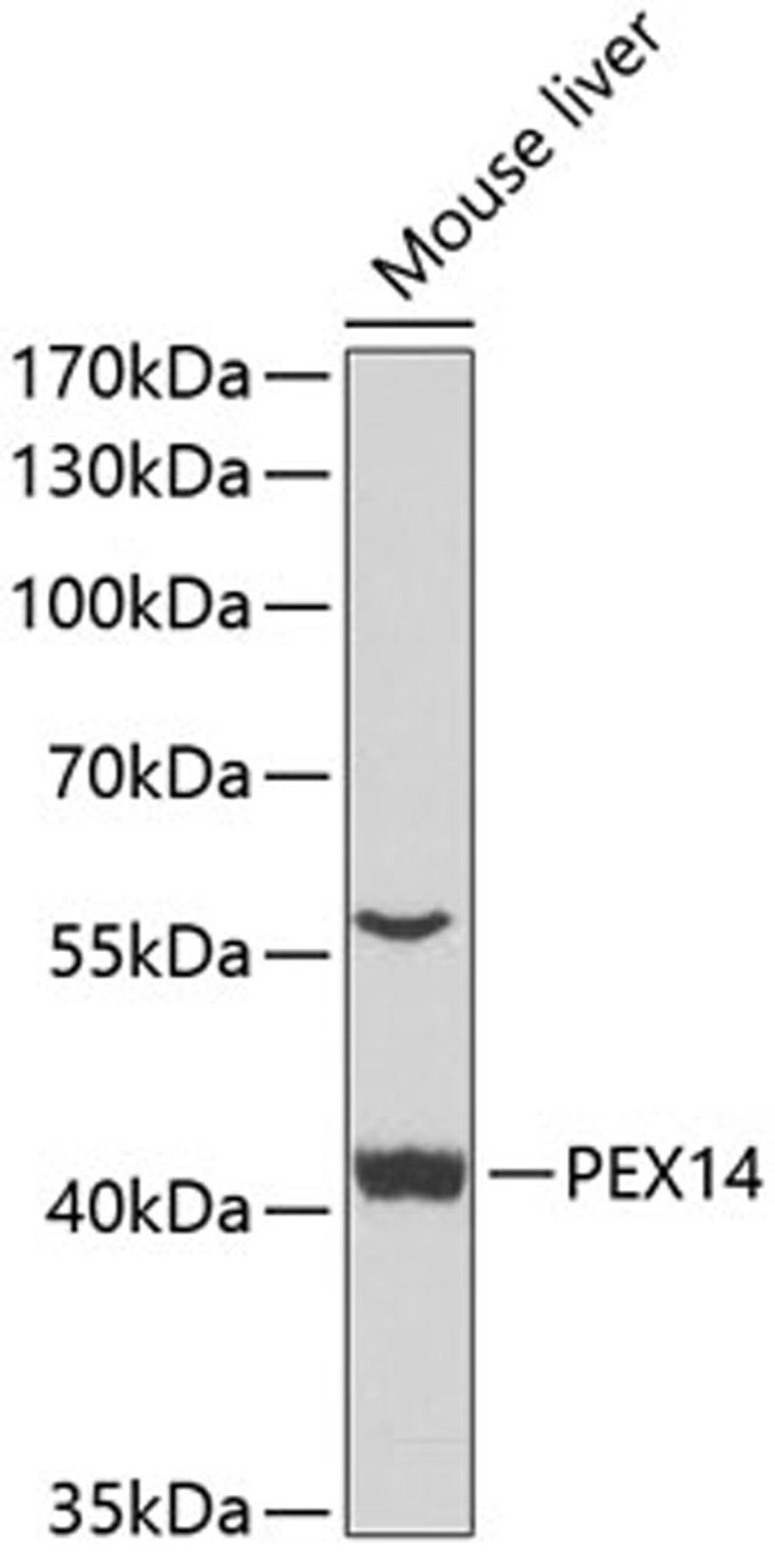 Western blot - PEX14 antibody (A7336)