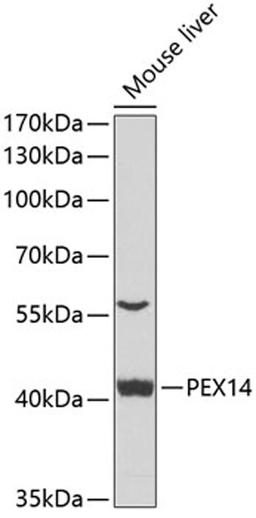 Western blot - PEX14 antibody (A7336)