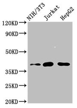 Western Blot. Positive WB detected in: NIH/3T3 whole cell lysate, Jurkat whole cell lysate, HepG2 whole cell lysate. All lanes: RNF2 antibody at 4µg/ml. Secondary. Goat polyclonal to rabbit IgG at 1/50000 dilution. Predicted band size: 38, 30 kDa. Observed band size: 38 kDa