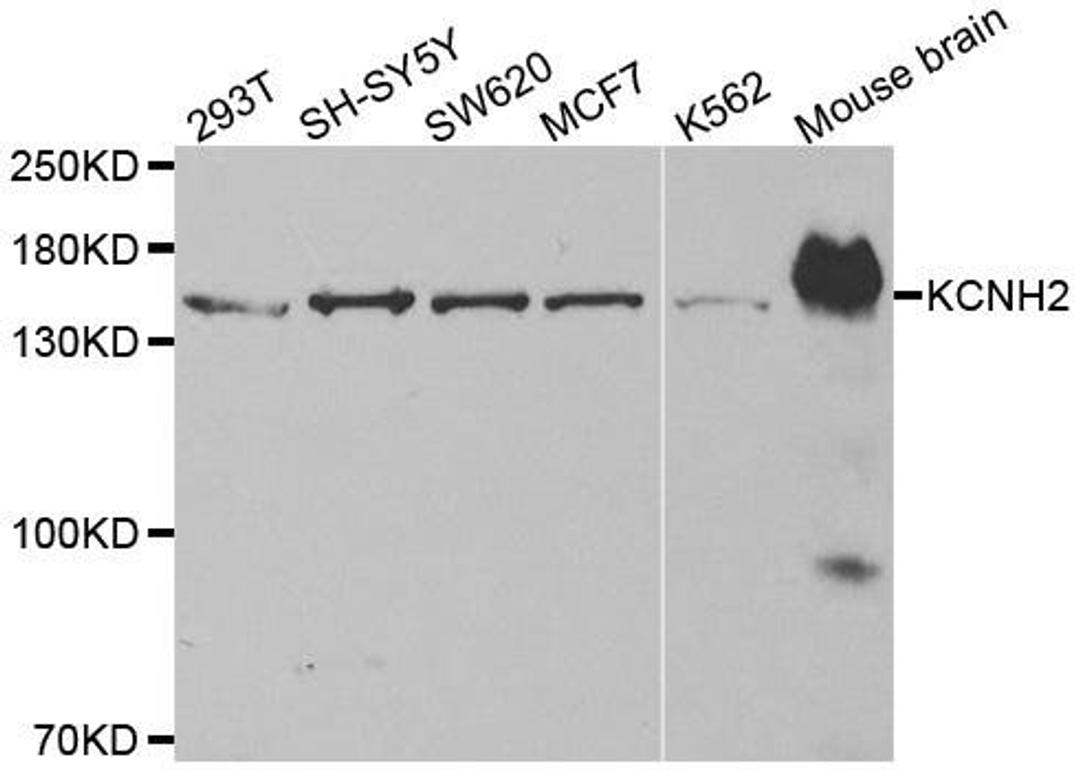 Western blot analysis of extracts of various cell lines using KCNH2 antibody