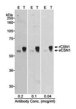 Detection of human CSN1 by western blot.