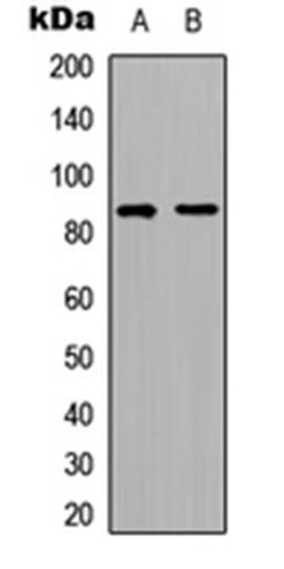 Western blot analysis of HeLa (Lane 1), HepG2 (Lane 2) whole cell lysates using RFWD3 antibody