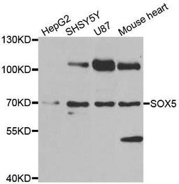 Western blot analysis of extracts of various cell lines using SOX5 antibody