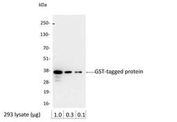 Detection of GST-tagged Protein by WB.