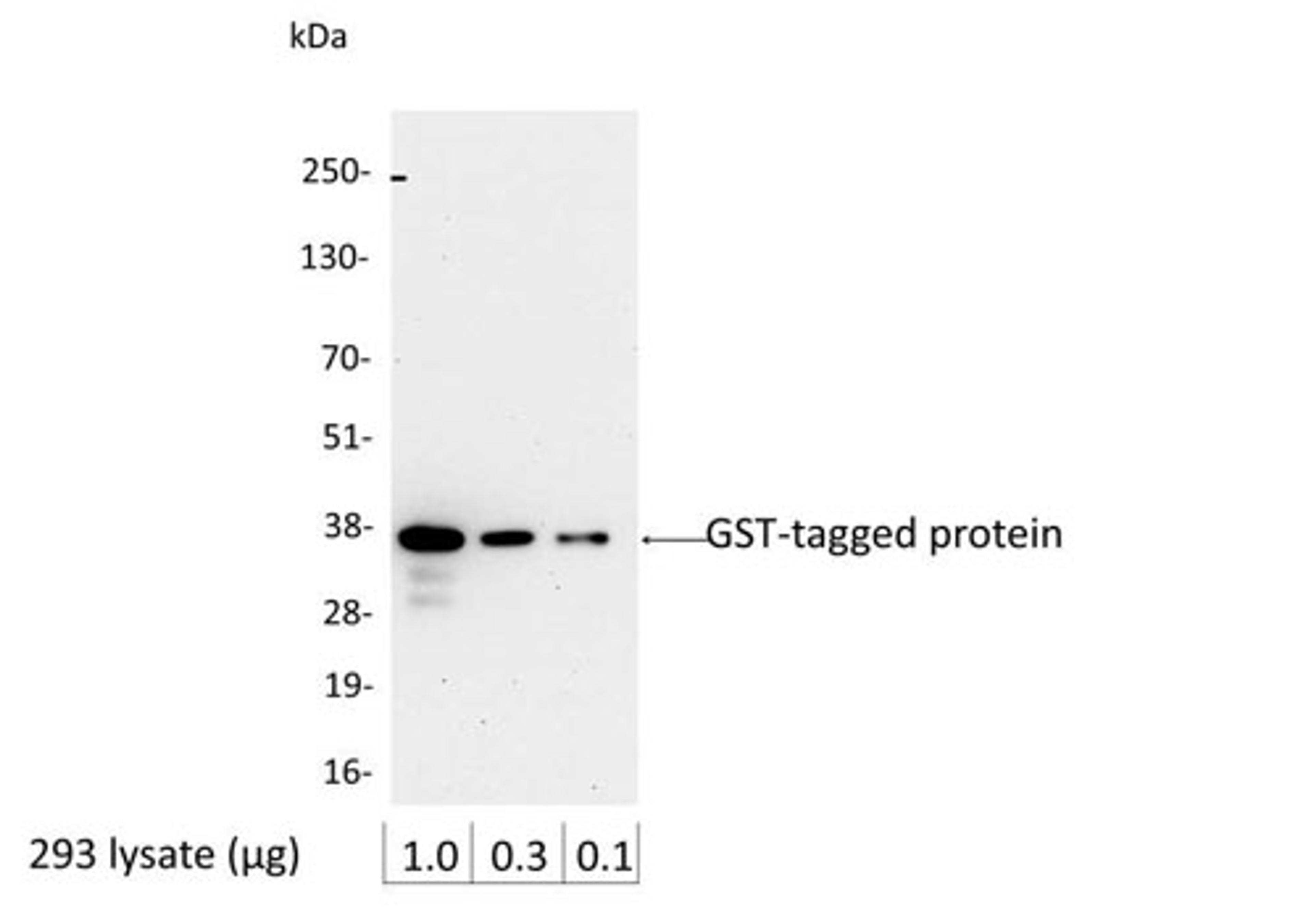 Detection of GST-tagged Protein by WB.