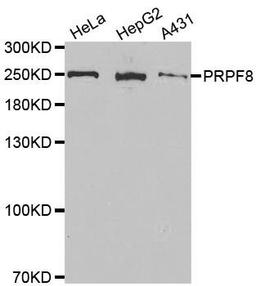 Western blot analysis of extracts of various cell lines using PRPF8 antibody